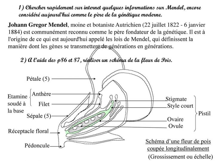 Tp2 : Dissection Florale – Ppt Télécharger encequiconcerne Schéma D Une Fleur