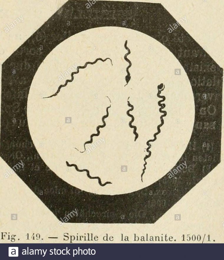 Traité Pratique De Bactériologie . M ? Sécrétion De Balanite intérieur Association De Formes