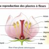 Ts, Chapitre 2: La Reproduction Des Plantes À Fleurs tout Schéma D Une Fleur