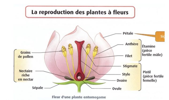 Ts, Chapitre 2: La Reproduction Des Plantes À Fleurs tout Schéma D Une Fleur