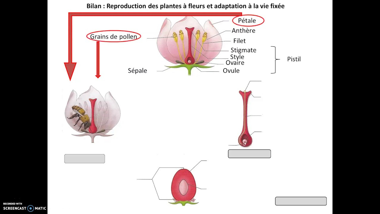 Ts Thème 1A Reproduction Plantes À Fleur encequiconcerne Schéma D Une Fleur 
