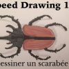Tuto : Comment Dessiner Un Scarabee ? destiné Dessin Scarabée
