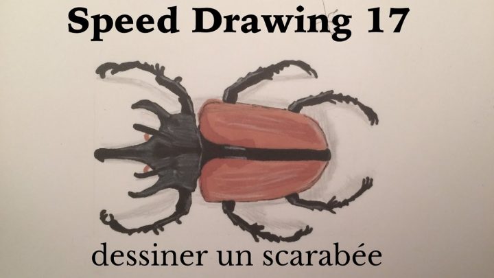 Tuto : Comment Dessiner Un Scarabee ? destiné Dessin Scarabée