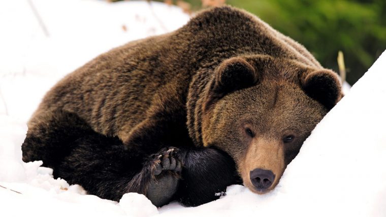 Un Ours En Hiver ?! – École tout Les Animaux Qui Hivernent