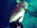 Un Requin Attaque Un Chasseur Sous-Marin dedans Requin Jeux Video