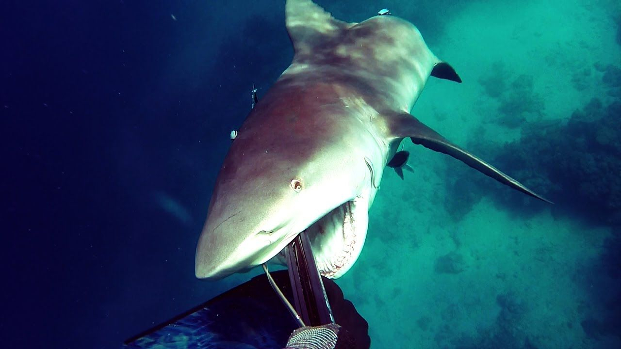 Un Requin Attaque Un Chasseur Sous-Marin dedans Requin Jeux Video