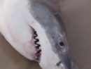 Un Requin Meurt Étouffé Par Un Lion De Mer serapportantà Requin Jeux Video
