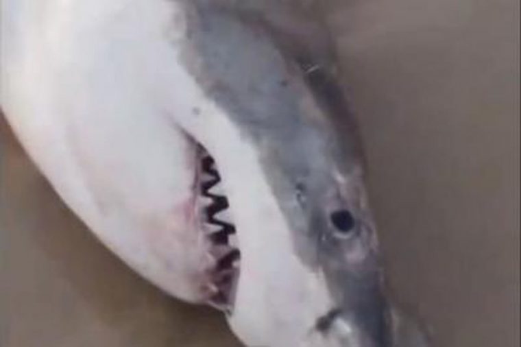 Un Requin Meurt Étouffé Par Un Lion De Mer serapportantà Requin Jeux Video