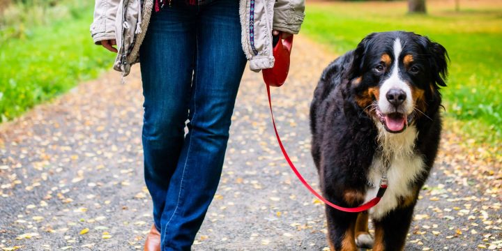 Un Site Pour Gagner De L'argent En Gardant Les Animaux – Dh avec Jeux D Animaux Gratuit