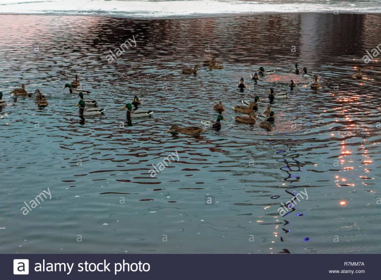 Un Troupeau De Canards Sauvages Qui Hivernent Sur La Rivière concernant Les Animaux Qui Hivernent