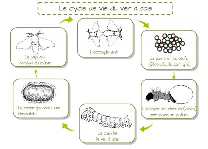 Vers À Soie – L'école Des Juliettes avec Cycle De Vie D Une Chenille