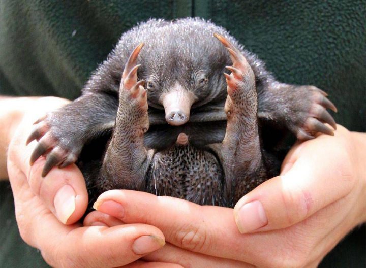 Video. Australie : Très Rare Naissance D'échidnés À Nez tout Animaux Qui Pondent Des Oeufs