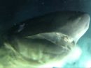 Vidéo - Des Chercheurs Ont Tracé Un Mystérieux Requin À avec Requin Jeux Video