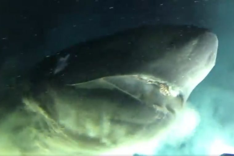 Vidéo – Des Chercheurs Ont Tracé Un Mystérieux Requin À avec Requin Jeux Video