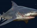 Vidéo : Le Requin De Maneater Sème Le Chaos Aux Game Awards pour Requin Jeux Video