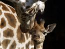 Villeurbanne | On Fête La Girafe concernant Jeux De Girafe Gratuit