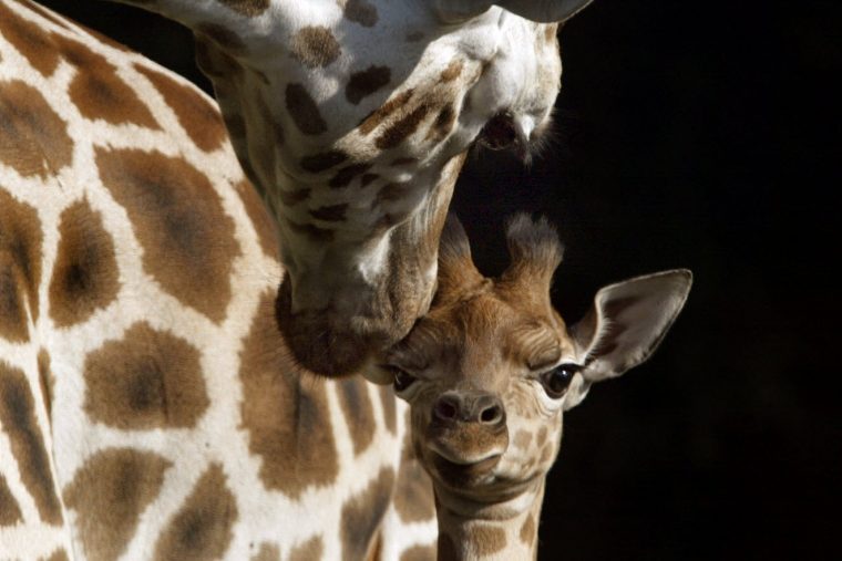 Villeurbanne | On Fête La Girafe concernant Jeux De Girafe Gratuit