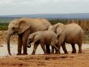 Voir Des Animaux En Afrique Du Sud : Quelle Réserve Ou Parc ? tout Les Animaux De L Afrique