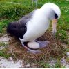 Wisdom, L'albatros Qui Pond Encore Des Œufs À 66 Ans pour Animaux Qui Pondent Des Oeufs