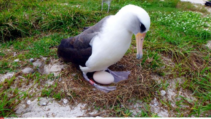 Wisdom, L'albatros Qui Pond Encore Des Œufs À 66 Ans pour Animaux Qui Pondent Des Oeufs