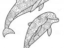 Zentangle-Dolphin-Drawing | Dolphin Drawing, Dolphin intérieur Coloriage A Imprimer De Dauphin