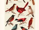 1903 Bird Print - Song Birds - Vintage Antique Art tout Animaux Ovipares Liste