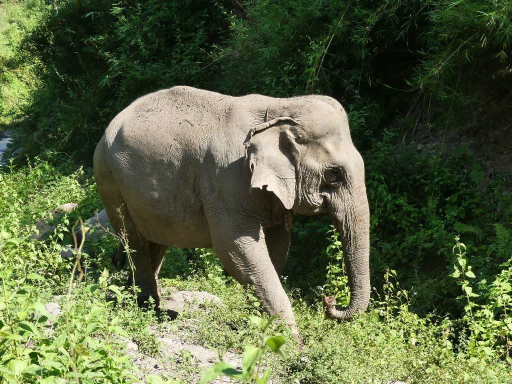 50. Laos : Du 28 Octobre Au 2 Novembre 2019 : Pakbeng concernant Femelle De L Éléphant Nom 