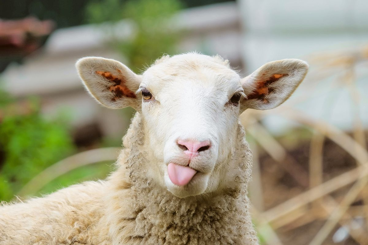 6 Fun Facts About Sheep You Might Not Know | Coloriage à Différence Entre Brebis Et Mouton