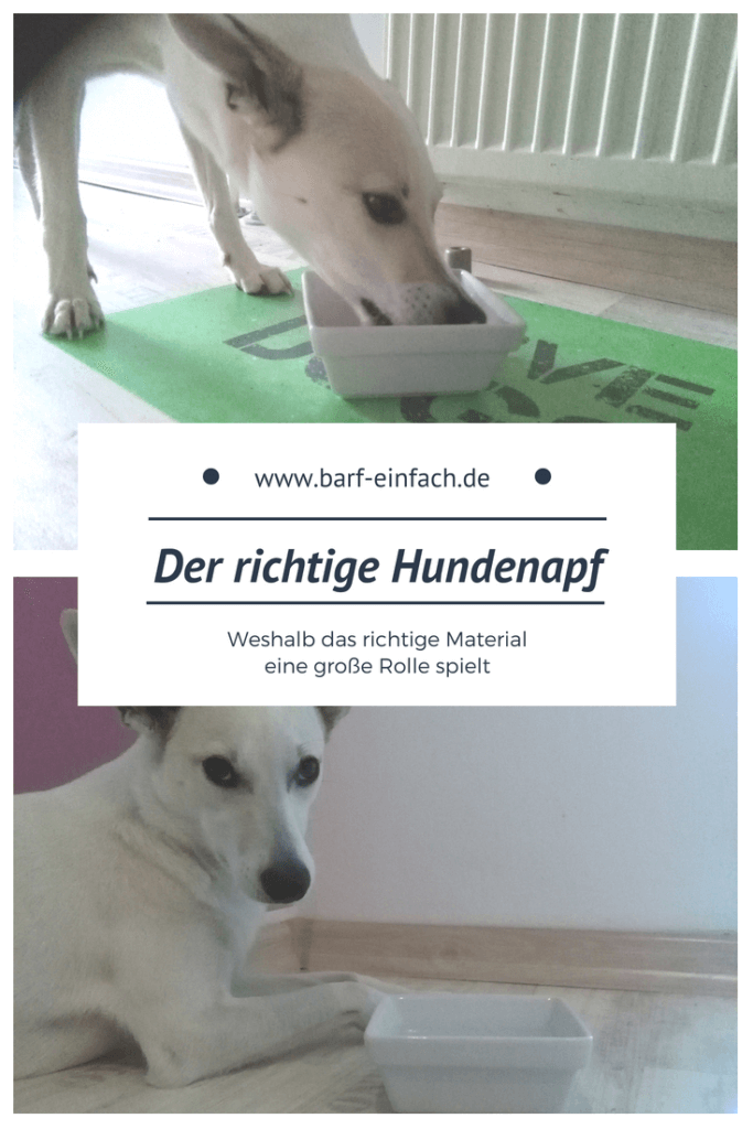 hund schiebt napf weg