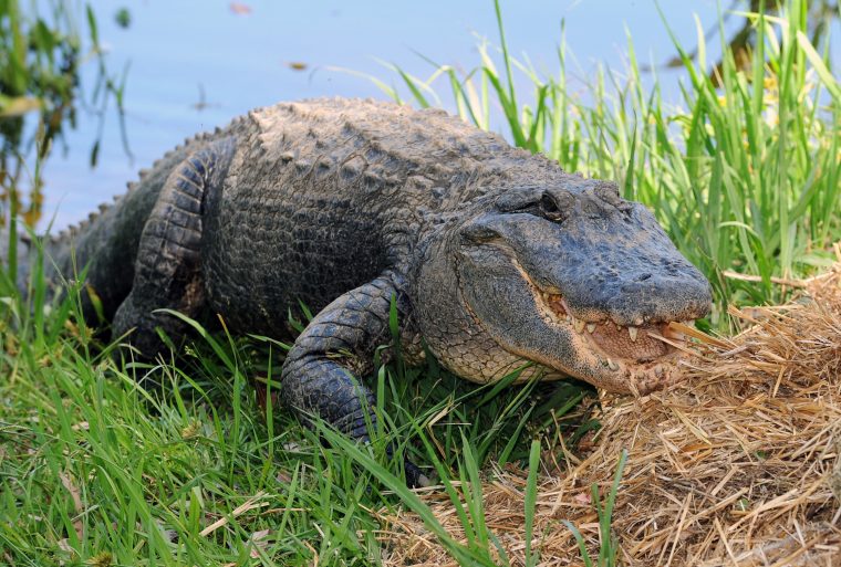 A 80 Ans, Il Combat Contre Un Alligator Dans Son Jardin intérieur Mots Gator