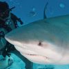 A La Réunion, La Présence De Requins N'est Pas Du Tout tout Tous Les Jeux De Requin