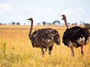 A Male Ostrich Calls Into The Back Of A Females Head Giving The.. destiné Male De L Autruche