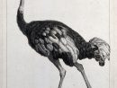 A Male Ostrich (Struthio Camelus). Etching By S. C. Miger serapportantà Male De L Autruche