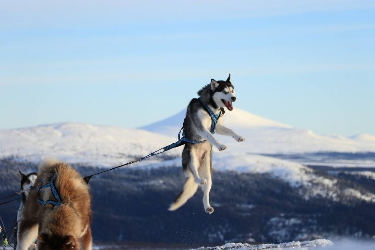 A Quel Âge Un Chien Peut-Il Commencer À Tirer? Dangers Et dedans Chien Qui Fait De La Luge