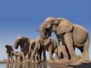 Accouplement Et Reproduction Des Éléphants | Dossier pour Femelle De L Éléphant Nom