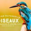 Activités Maternelle Oiseaux + Cartes Nomenclature Oiseaux pour Jeux De Oiseau Gratuit