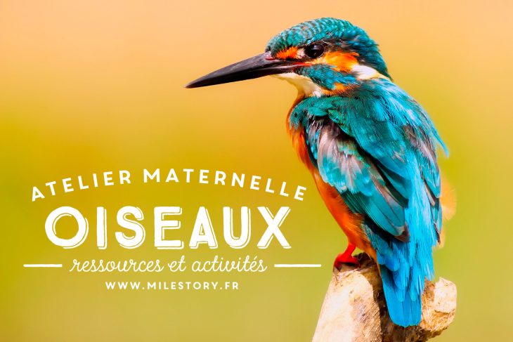 Activités Maternelle Oiseaux + Cartes Nomenclature Oiseaux pour Jeux De Oiseau Gratuit