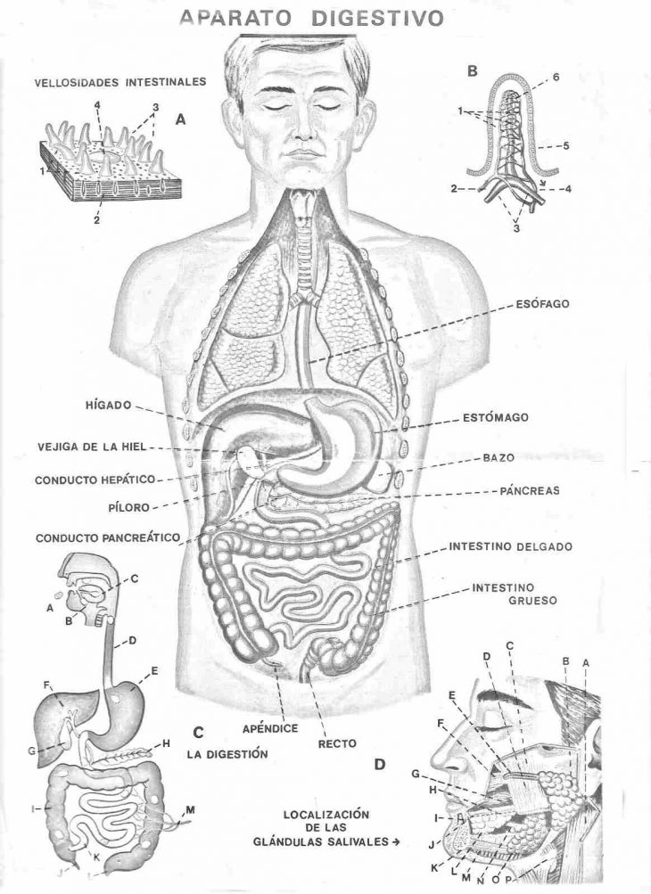 Activités Parties Du Corps Humain Pour Apprendre L'espagnol 2 serapportantà Activité Corps Humain