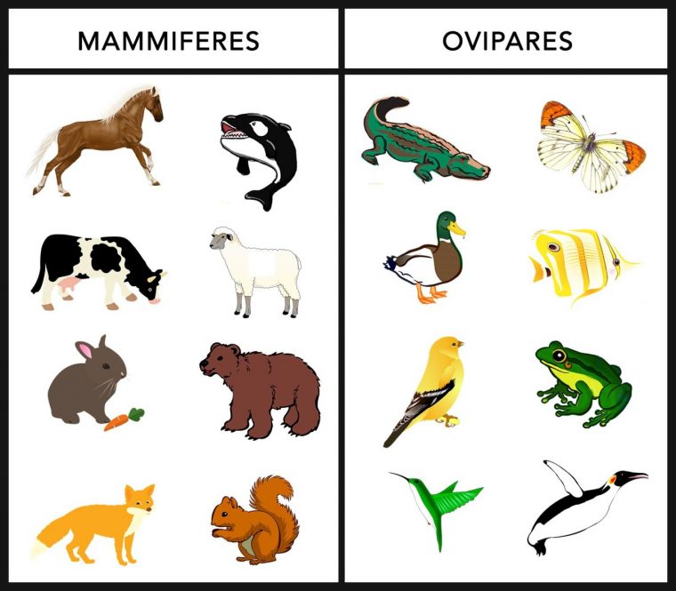 Aider Les Enfants À Différencier Les Mammifères Et Les dedans Animaux Ovipares Liste