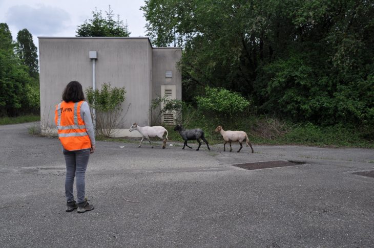 Ain | Sur L'a42, Des Moutons Pour Nettoyer Les Bords De L à Différence Entre Brebis Et Mouton