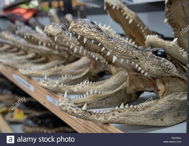 Alligator Head Souvenir Photos & Alligator Head Souvenir à Mots Gator