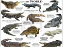 Alligators-Crocs Art Fine Art Print | Animaux Sauvages dedans Animaux Ovipares Liste
