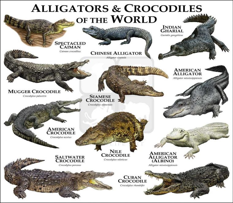 Alligators-Crocs Art Fine Art Print | Animaux Sauvages dedans Animaux Ovipares Liste