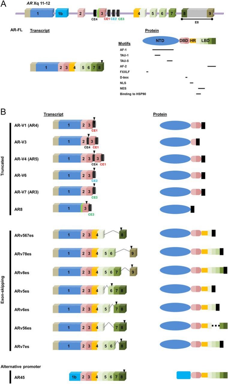 Allosteric Alterations In The Androgen Receptor And Activity serapportantà Reproduction De Figures Ce1