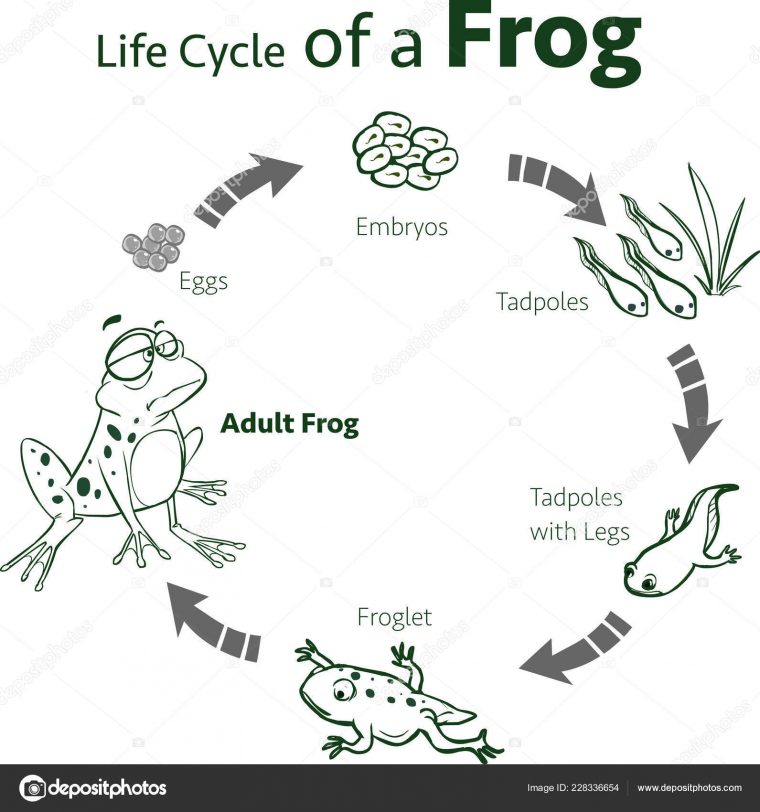 Amphibic Vektörler Ve Grafikleri | Depositphotos® serapportantà Le Cycle De Vie De La Grenouille