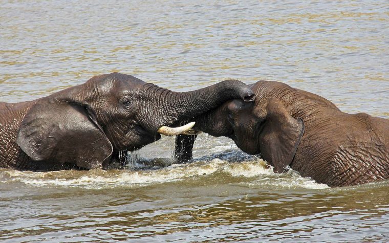 Anatomie De L'éléphant | Dossier avec Femelle De L Éléphant Nom