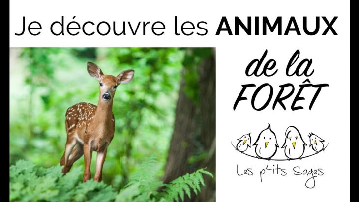 [Animaux #2] Je Découvre Les Animaux De La Foret à Animaux Foret Maternelle