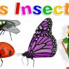 Apprendre Aux Enfants Les Insectes (Learn Insects For Kids - Serie 01) serapportantà Imagier Insectes