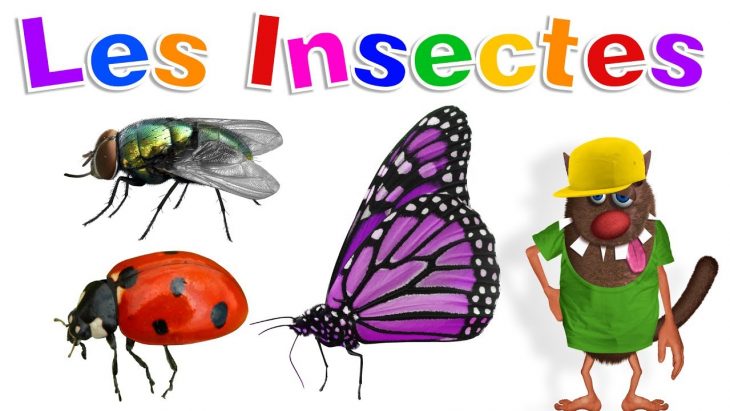 Apprendre Aux Enfants Les Insectes (Learn Insects For Kids – Serie 01) serapportantà Imagier Insectes