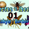 Apprendre Les Insectes En Kabyle Français Anglais Arabe. Vidéo 01 avec Imagier Insectes